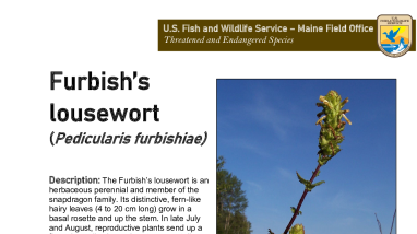 Maine Field Office Furbish's Lousewort Fact Sheet