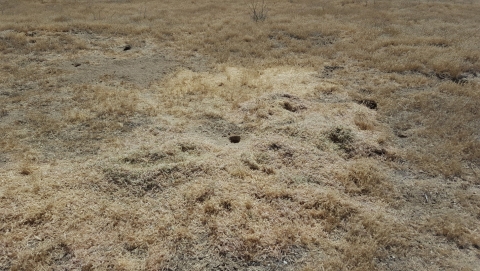 a dry landscape covered in dry grass is dotted with small rodent holes in the ground