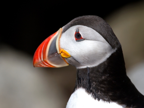 Closeup of a puffin at Petit Manan National Wildlife Refuge in Maine shows the bird's bright orange bill and black-and-white mask-like face.