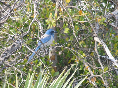 Florida scrub-jay perched on a branch