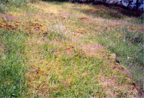 Island Meadow