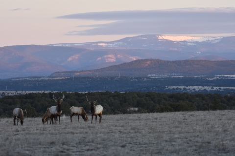 A group of elk stand in a field against a background of trees and mountains.