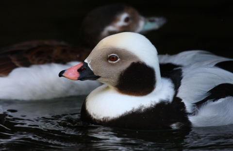 Head shot of duck with pink and black bill and white and black body