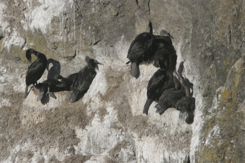 pelagic cormorants