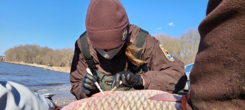 FWS employee cutting into carp