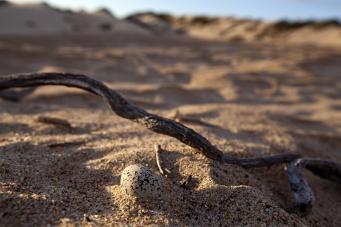 An up close image of a western snowy plover egg blends almost perfectly in the sand beneath a dark gnarled piece of dried seaweed.