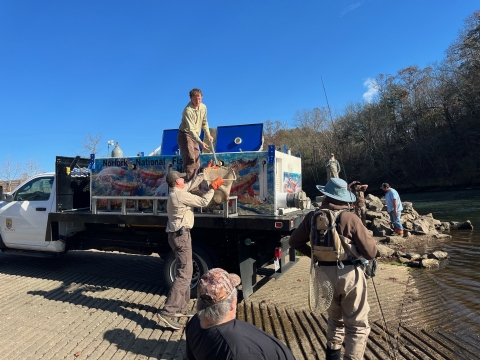 Stocking big rainbow trout in the North Fork River