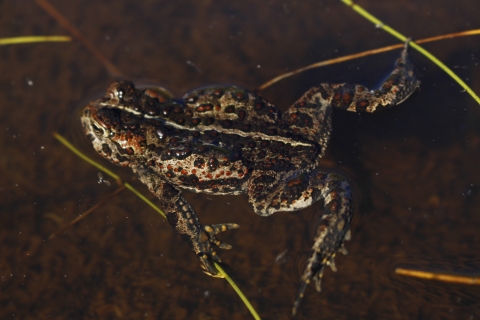 oregon spotted frog in water