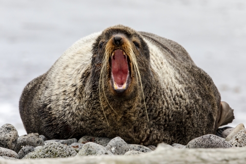 A seal opens its mouth wide while it rests on land at St. Paul Island, within Alaska Maritime National Wildlife Refuge in Alaska.