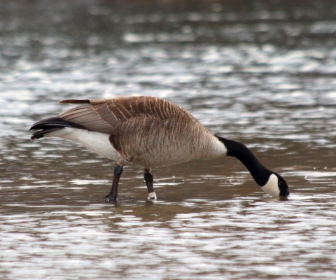 Banded Canada Goose_Fred Oslund