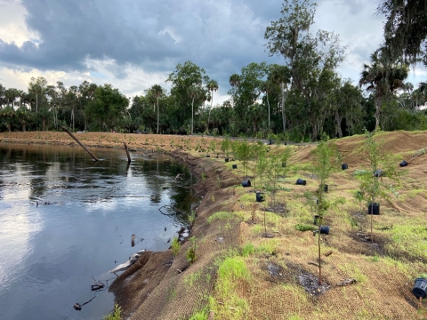 Stream Bank Restoration