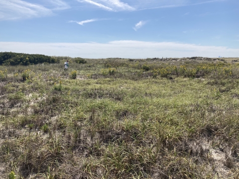 The invasive plant, Asiatic sand sedge (Carex kobomugii) growing on a back dune at Holgate Wilderness.