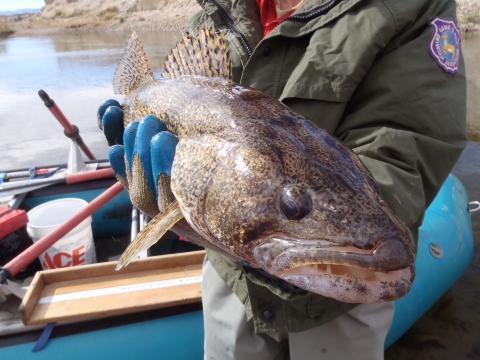 Wind River sauger