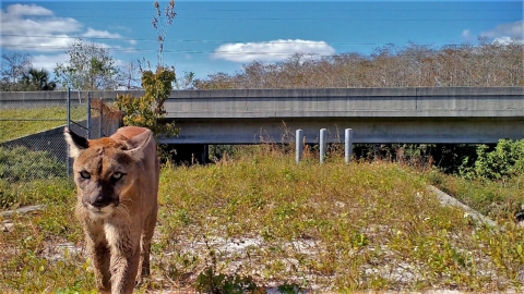 A Florida panther walking out from a wildlife corridor. It has a long tan body and yellow eyes.