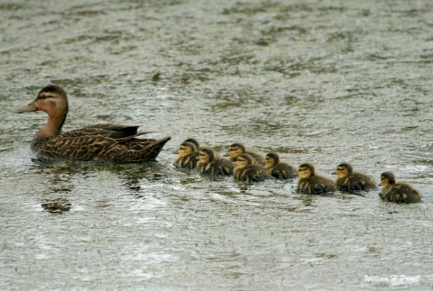 An adult mottled duck followed by a row of 8 ducklings
