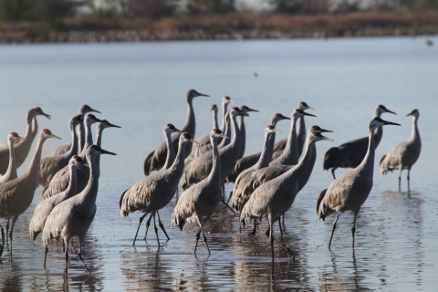 Sandhill cranes on Sand Creek Bay
