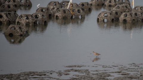  round objects, with big holes, sit in water; bird wades past