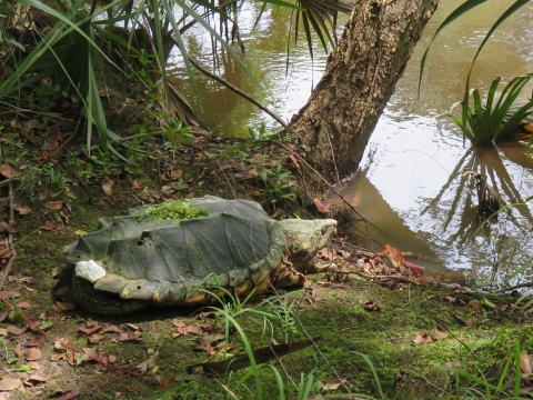 An adult alligator snapping turtle sitting on the bank of a waterway.