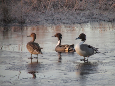 Three ducks stand on an icy mudflat, an all-brown female and two elegant males with brown heads, gray bodies, and white chests
