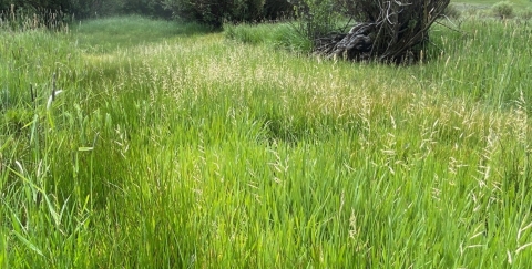Oregon semaphore grass at one of the natural population sites