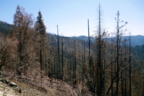 Burnt pine snags and down trees stand in the foreground with a mix of burned areas and living trees in the background mountain scape