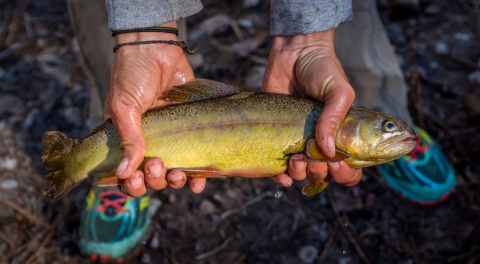 Man holding a gila trout in his hands. 