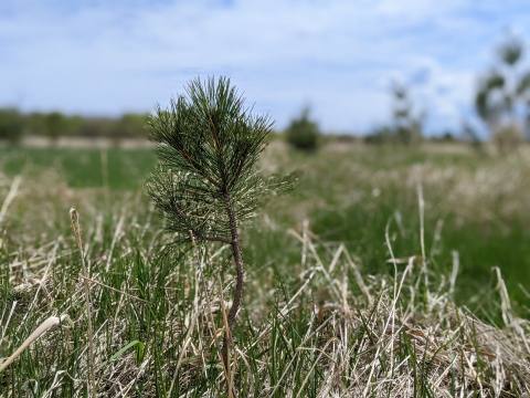 small pine tree in grass