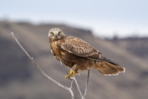 A brown hawk with yellow feet and a head that looks round like an owl