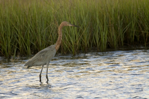 Reddish Egret