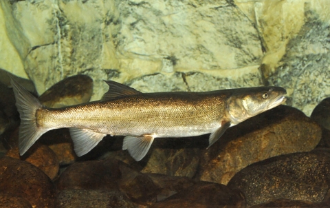 Gold-colored fish in water