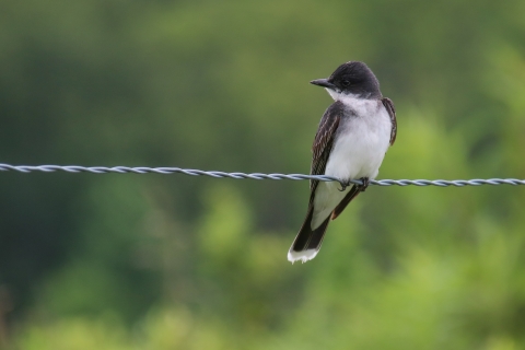 A dark grey bird with white breast perched on a metal fence line