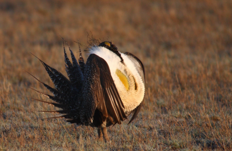 Male Sage Grouse