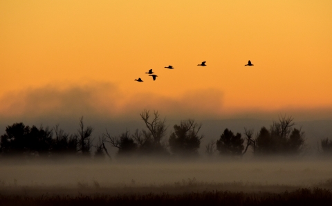 Waterfowl in flight during a foggy sunrise