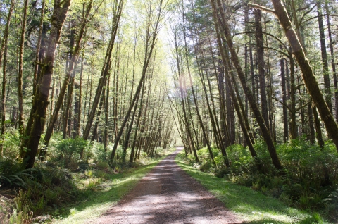 Gravel road leading off into the distance, lined with trees on both sides. In the Elliott State Forest, Oregon.