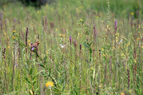 Cedar Waxwing in native prairie