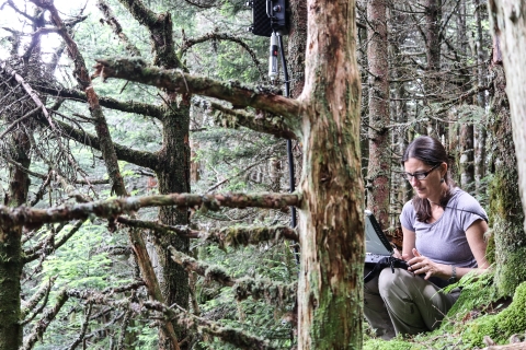 Woman sitting on the forest floor with a laptop computer connected to a device hanging on a tree