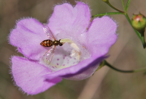 Navasota false foxglove