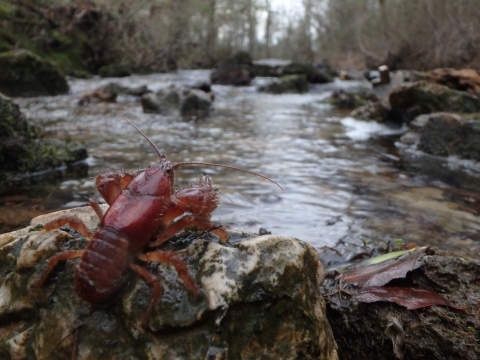 a crayfish on a rock