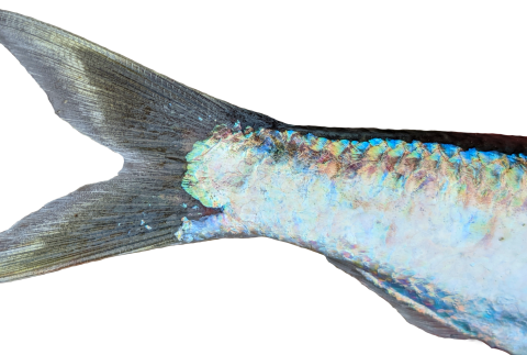 shiny tail end of a fish