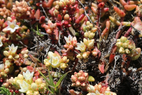 A large cluster of very short plants with red stems and white flowers