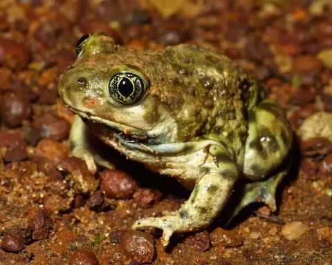 closeup of green frog sitting on brown rocks