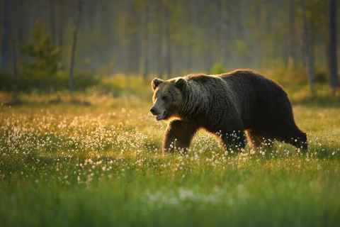 Grizzly bear walking through a field
