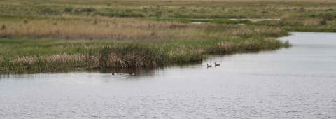 Five ducks swimming on a wetland are shown.