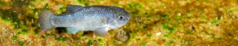 Devils Hole pupfish banner