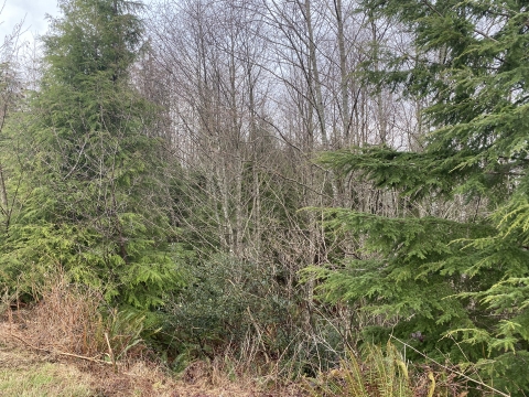 A young forest in the Pacific Northwest showing a mix of evergreen and hardwood trees