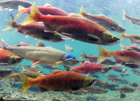A silver bull trout swims among pink and green fish. The trout wears a swim cap and goggles