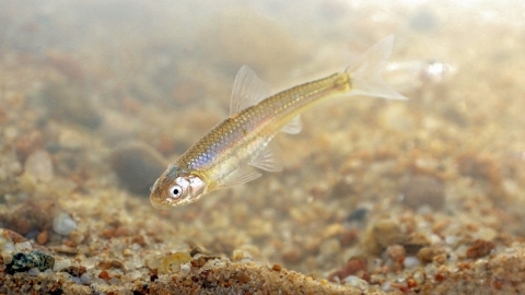 a shiny, almost translucent small fish is swimming above gravel