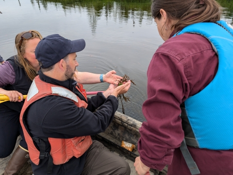 Researchers holding aquatic vegetation from the lake while sitting on the side of a boat.