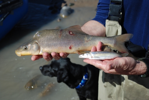Image of a person holding up a Razorback Sucker and Colorado Pikeminnow fish in each hand