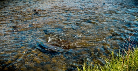 Soft ripples dance across a shallow river.